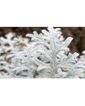 Cineraria maritima